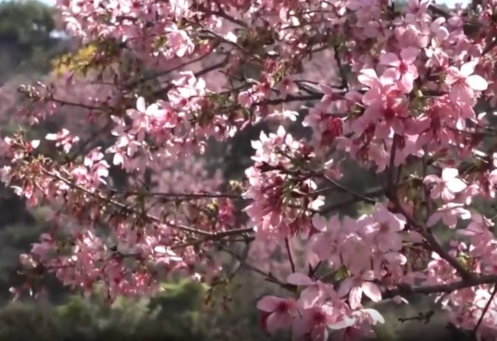 春分时节 厦门繁花似锦满城春色【组图】(图1)