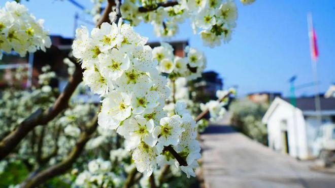 半岛·综合体育下载春天里的昭通印象 “三朵花”的新“花”样(图3)