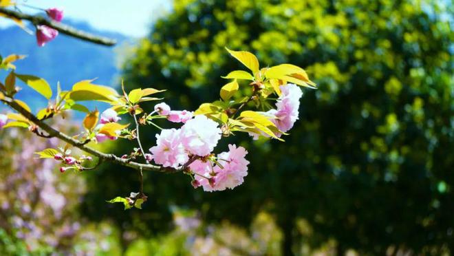 半岛·综合体育下载春天里的昭通印象 “三朵花”的新“花”样(图10)