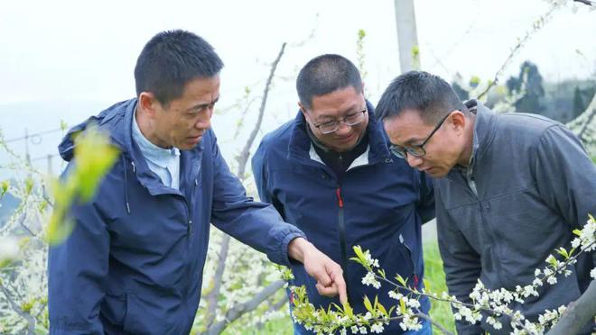 半岛·综合体育下载春天里的昭通印象 “三朵花”的新“花”样(图11)