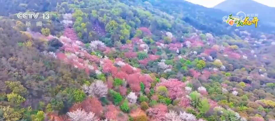 花开繁盛、颜色正浓 走进明媚的春光 感受蓬勃生机与斑斓色彩(图1)